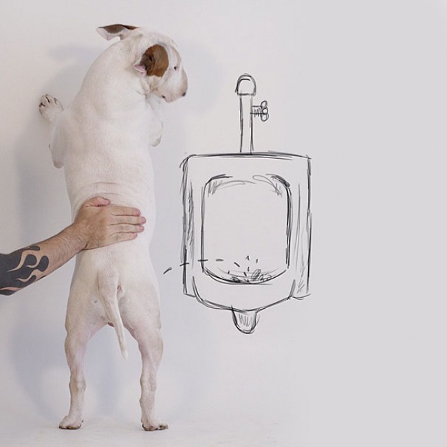 215105-R3L8T8D-650-Jimmy-the-Bull-Terrier14__605