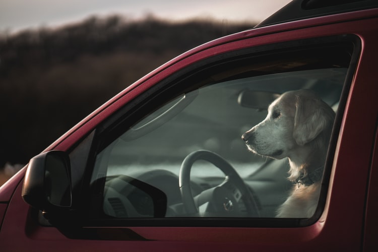 dog in car